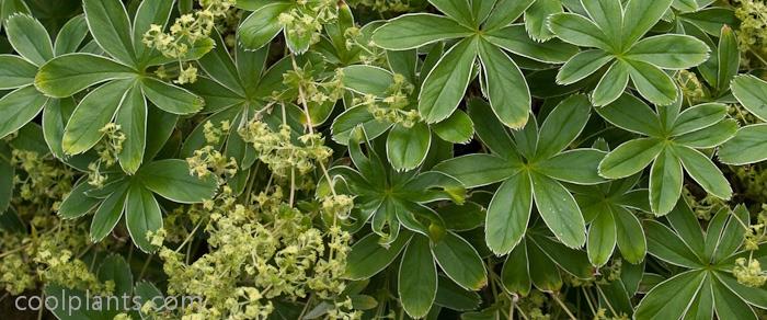 Alchemilla alpina plant