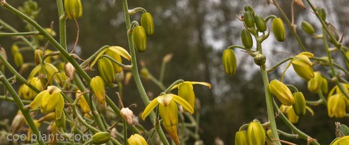 Albuca shawii plant