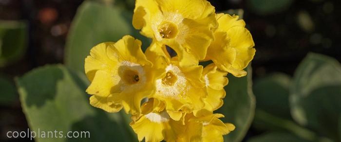 Primula auricula 'W.Muller' plant