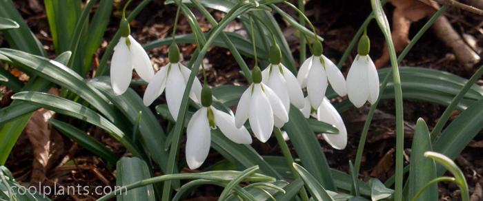 Galanthus plicatus 'Percy Picton' plant