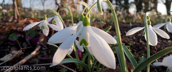 Galanthus 'Bill Bishop' plant