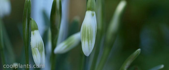 Galanthus nivalis 'Greenish plant