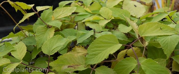 Aralia cordata 'Sun King' plant