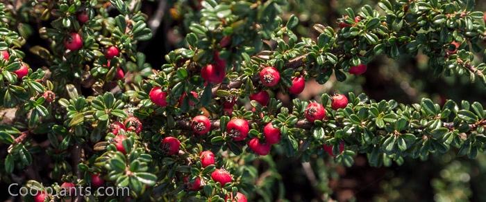 Cotoneaster microphyllus plant