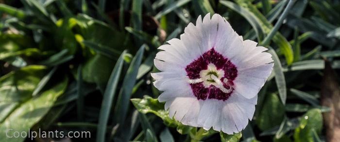 Dianthus 'Starry Eyes' plant