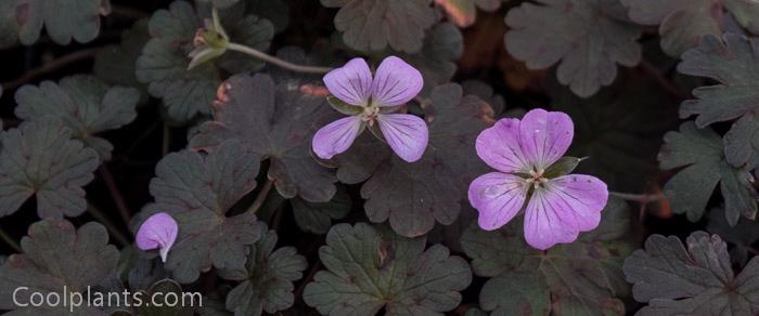 Geranium 'Bob's Blunder' plant