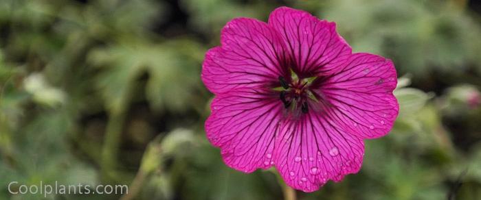 Geranium 'Carol' plant