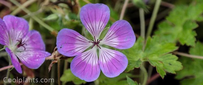 Geranium 'Sweet Heidi' plant