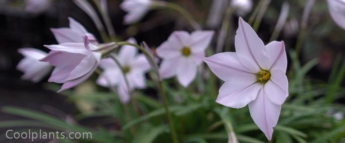 Ipheion uniflorum pale pink form plant