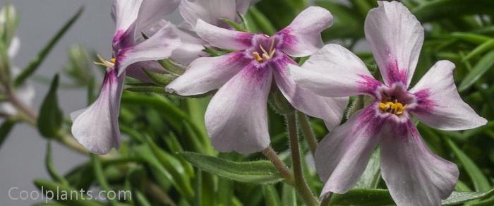 Phlox (D) 'Kelly's Eye' plant