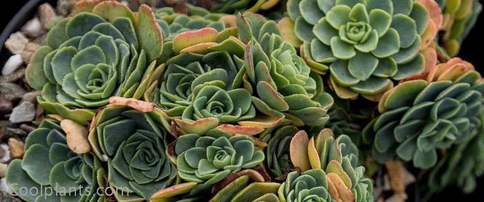 Rosularia sempervivum subsp. glaucophyllum plant