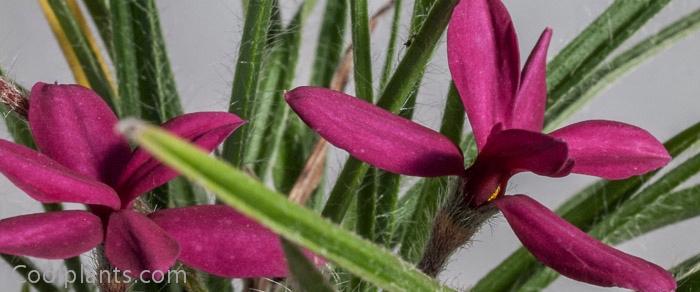 Rhodohypoxis 'Douglas' plant