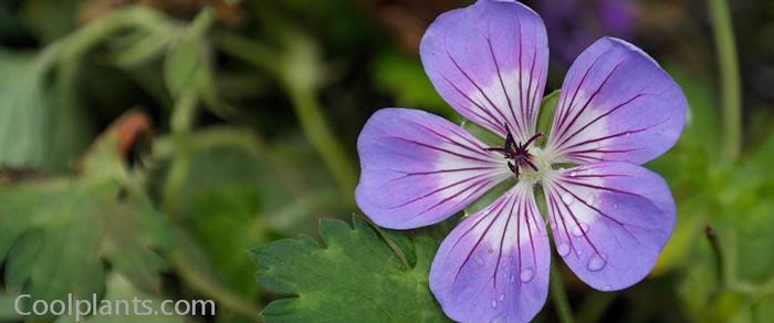 Geranium wallichianum 'Havana Blues' plant