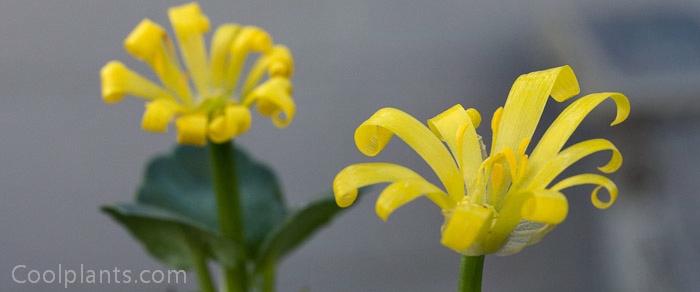 Ranunculus kochii plant