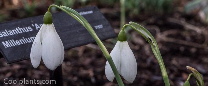 Galanthus 'Anne's Millenium Giant' plant