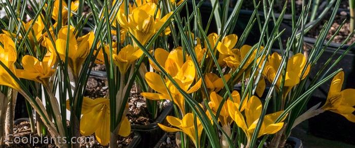 Crocus 'Dorothy' plant