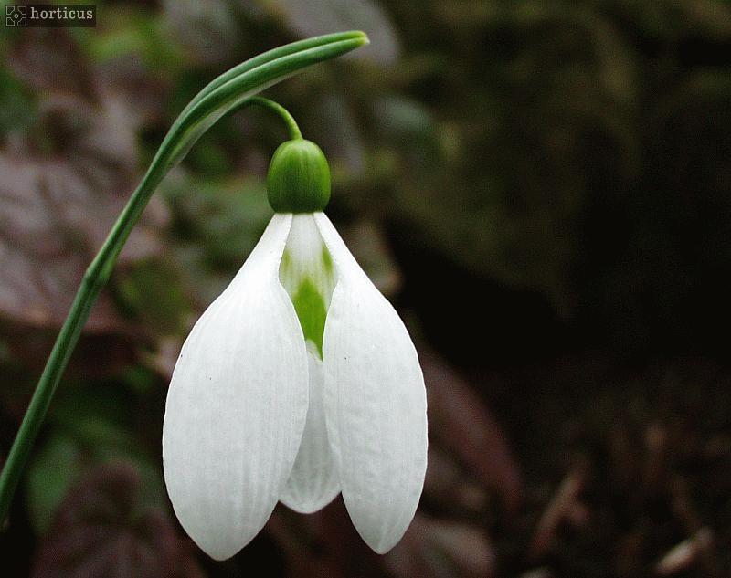 Galanthus plicatus 'Gerard Parker' plant