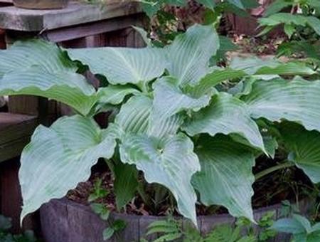 Hosta 'Cutting Edge' plant