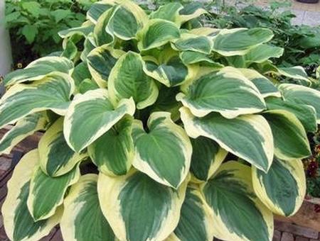 Hosta 'Diana Remembered' plant