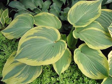 Hosta 'Earth Angel' plant