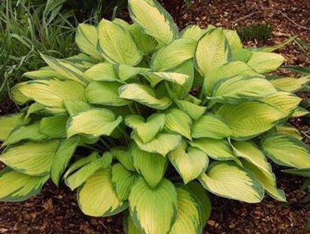 Hosta 'Gold Standard' plant