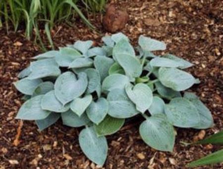 Hosta 'Camelot' plant