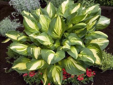 hosta-center-of-attention Hosta 'Center of Attention' plant