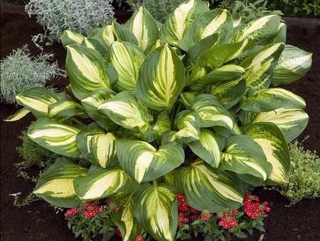 Hosta 'Center of Attention' plant