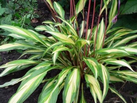 Hosta 'Cherry Berry' plant