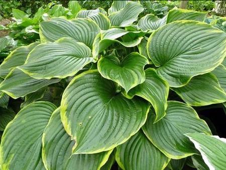 Hosta 'Leading Lady' plant