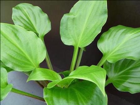 Hosta 'Red Stepper' plant