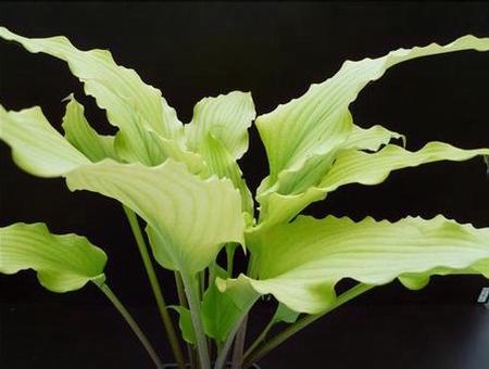 hosta-tequila-sunrise Hosta 'Tequila Sunrise' plant