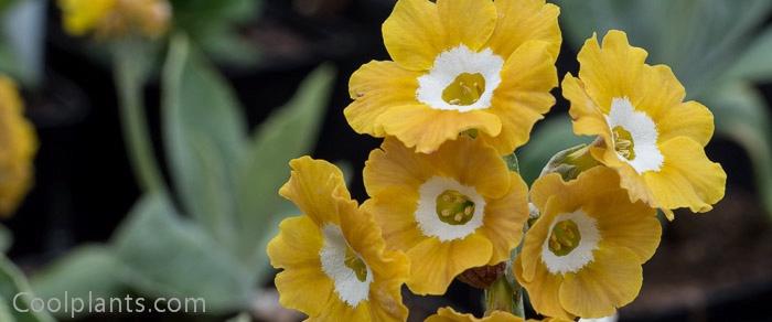 Primula auricula 'George Edge' plant