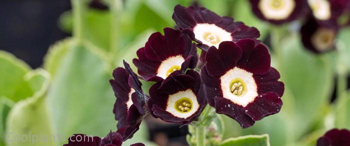 Primula auricula 'Lintz' plant