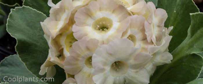 Primula auricula 'Lucy Locket' plant