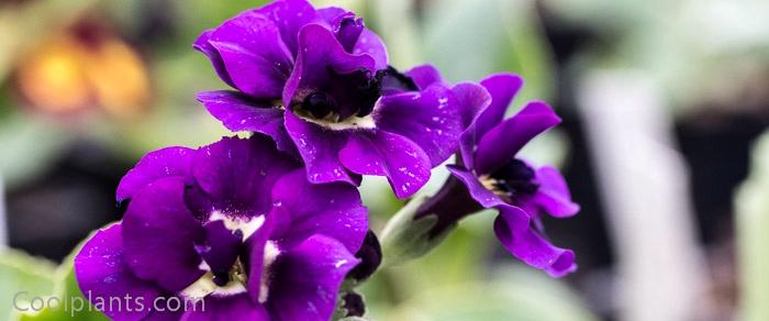 Primula auricula 'Quatro' plant