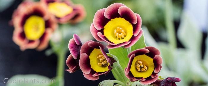 Primula auricula 'Piers Telford' plant