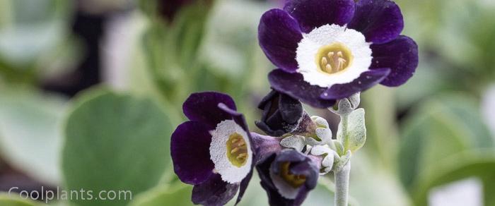 Primula auricula 'Remus' plant