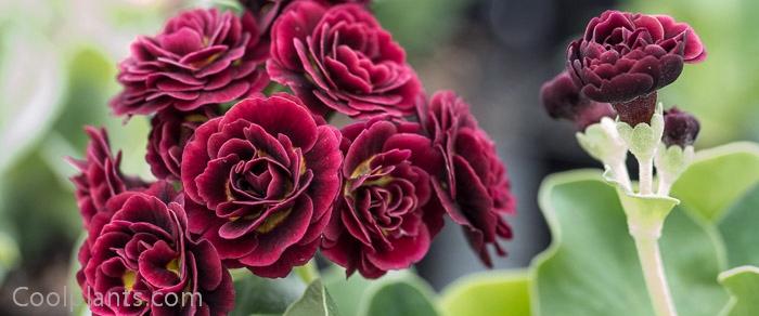 Primula auricula 'Crimson Glow' plant