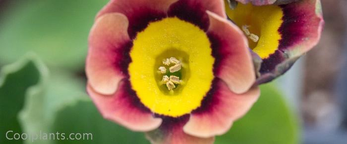 Primula auricula 'Pale Face' plant