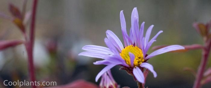 Aster JS® 'Eleven Purple' plant