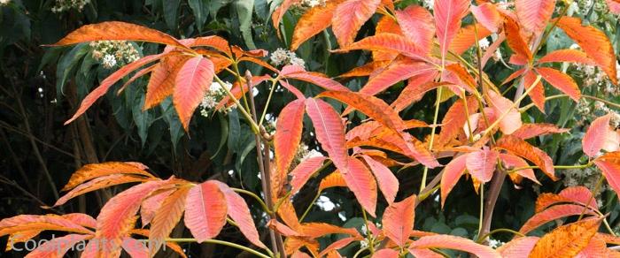 Aesculus x mutabilis 'Induta' plant