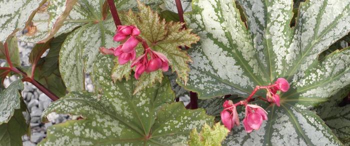 Begonia 'Silver Splendour' plant