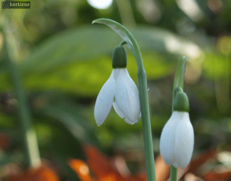 Galanthus elwesii 'Hiemalis' plant