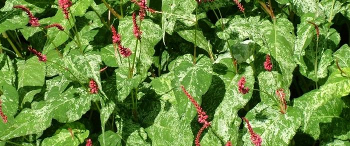 Persicaria amplexicaulis 'Spotted Eastfield' plant