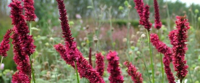 Persicaria amplexicaulis 'Fat Domino' plant