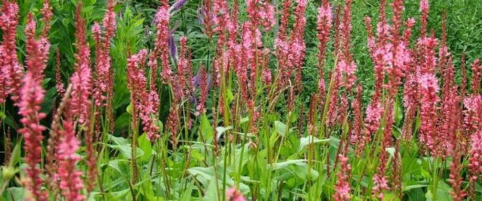 Persicaria amplexicaulis 'Orangofield' plant