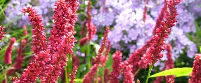 Persicaria amplexicaulis 'Dikke Floskes' plant