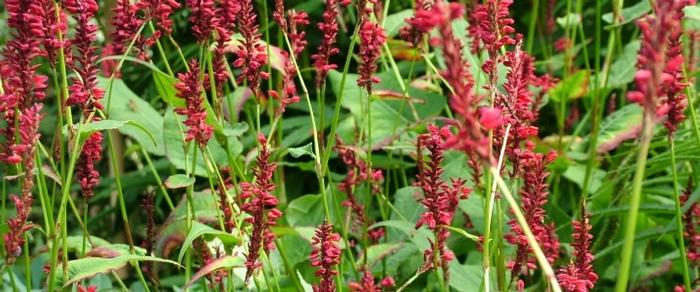 Persicaria amplexicaulis 'Red Baron' plant