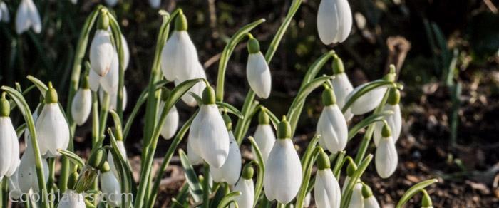 Galanthus 'Snowwhite' plant